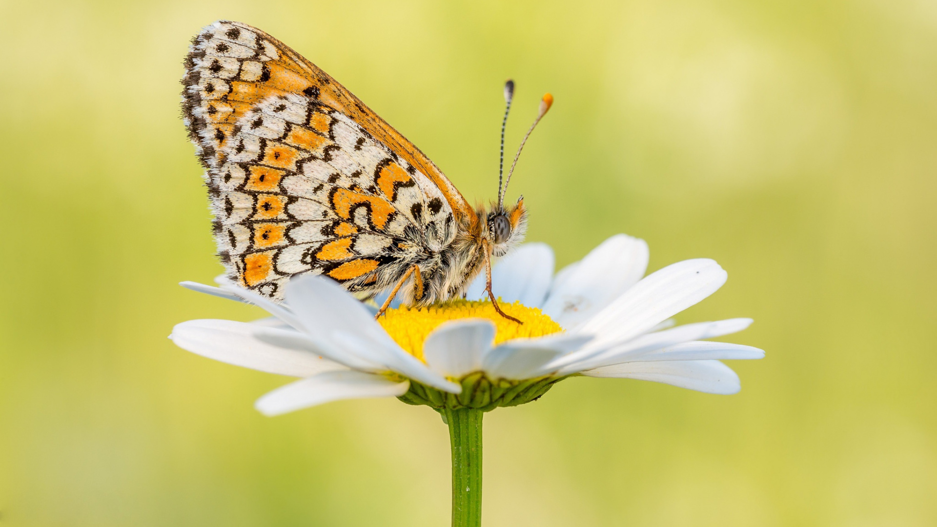 Brown and Black Butterfly on White Daisy Flower. Wallpaper in 1920x1080 Resolution