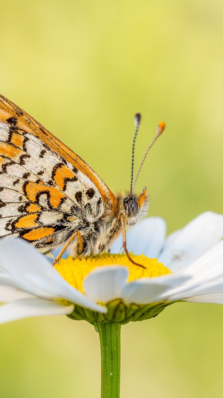 Brauner Und Schwarzer Schmetterling Auf Weißer Gänseblümchenblume. Wallpaper in 720x1280 Resolution
