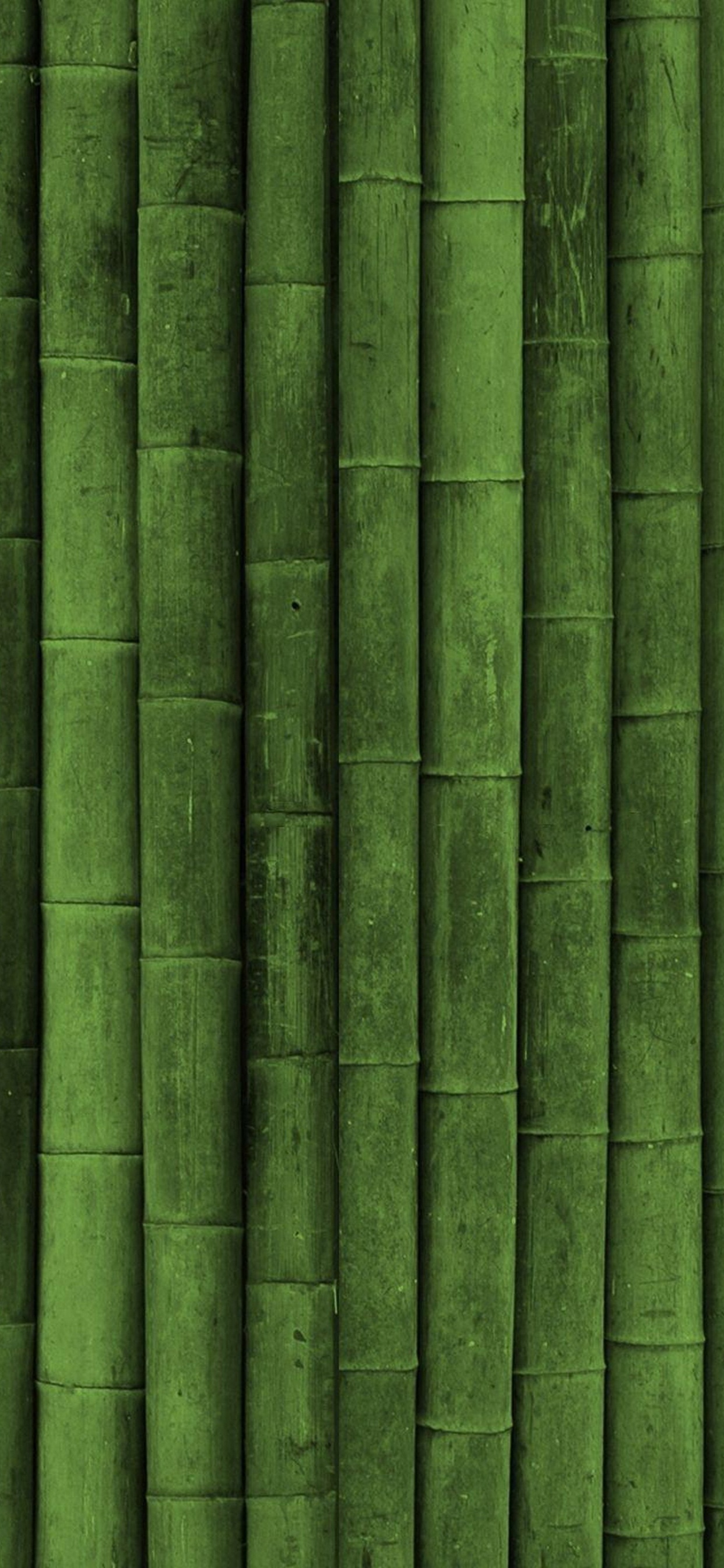 Green, Leaf, Bamboo, Grass, Plant Stem. Wallpaper in 1242x2688 Resolution