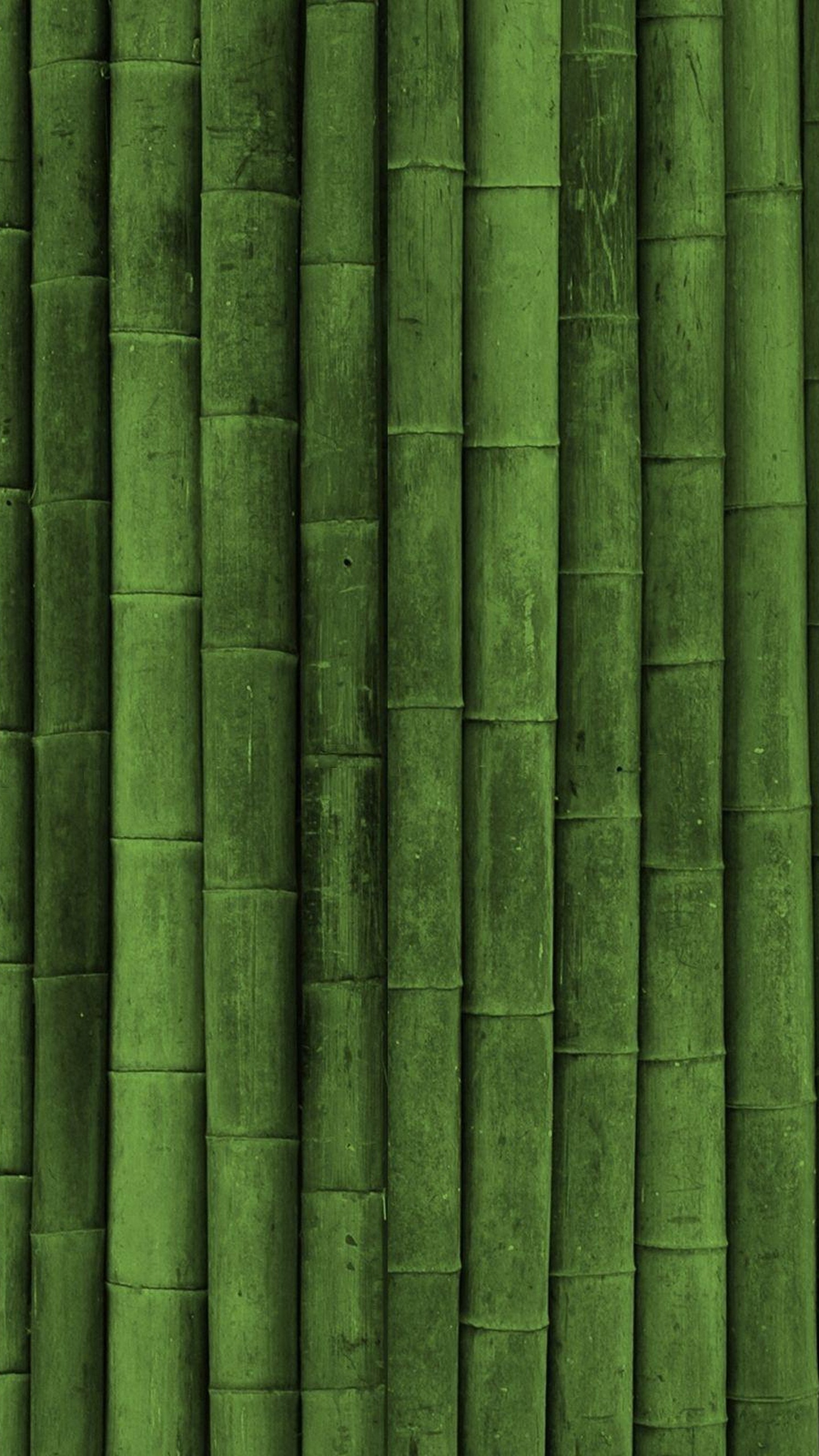 Green, Feuille, Bambou, Tige de la Plante, L'herbe de la Famille. Wallpaper in 1440x2560 Resolution