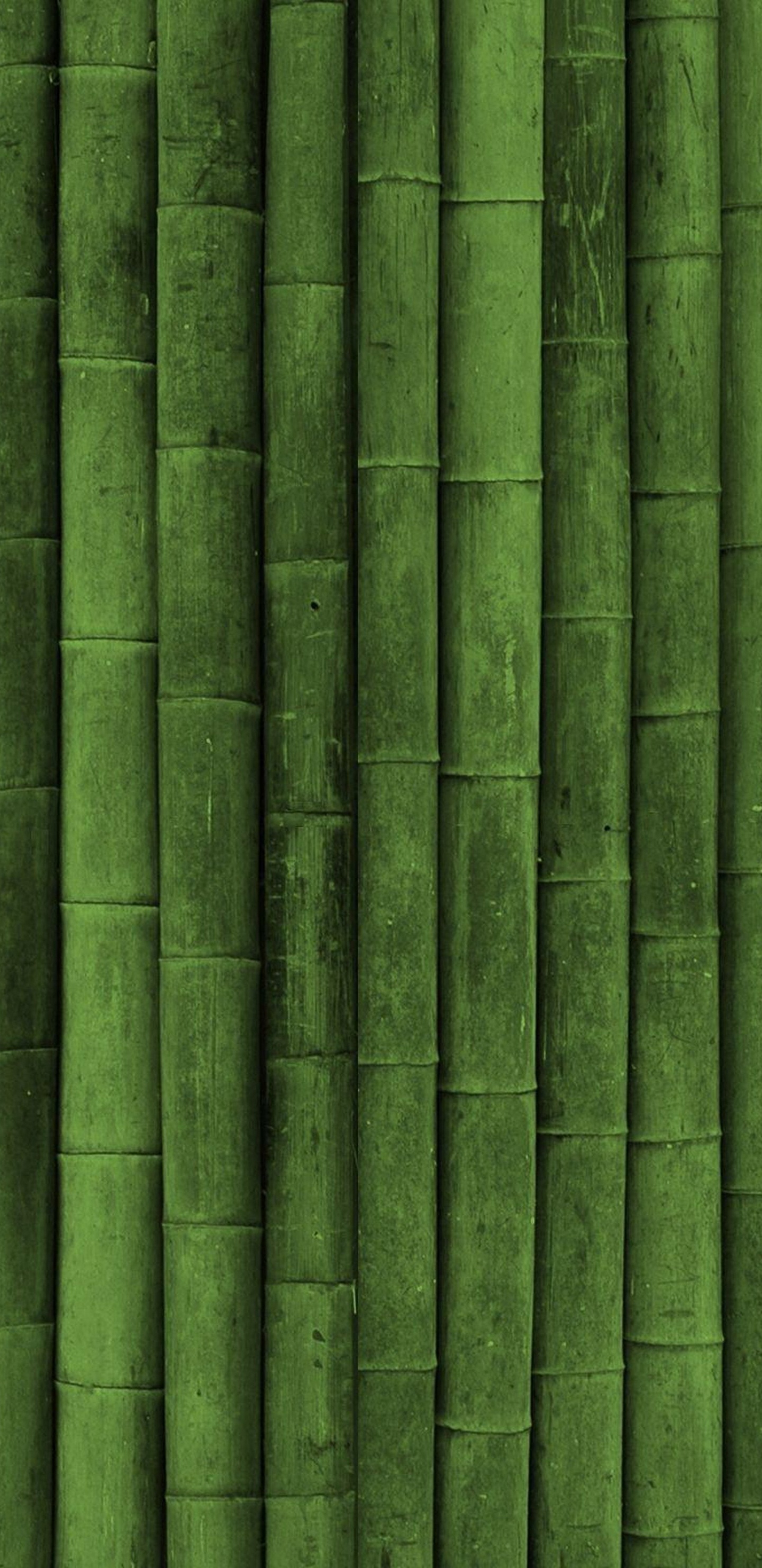 Green, Feuille, Bambou, Tige de la Plante, L'herbe de la Famille. Wallpaper in 1440x2960 Resolution