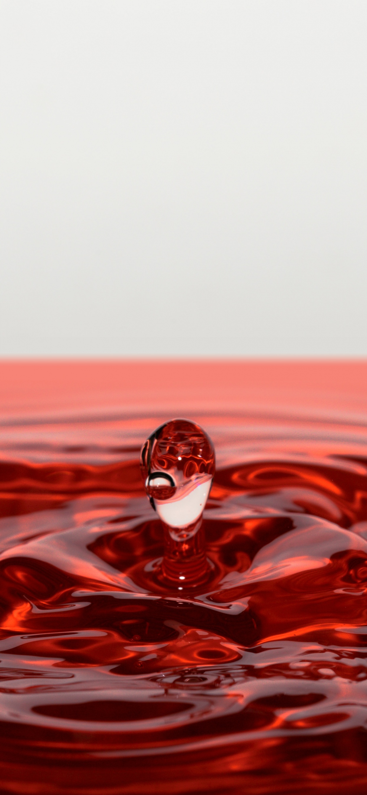 Oiseau Blanc et Noir Sur L'eau Rouge. Wallpaper in 1242x2688 Resolution