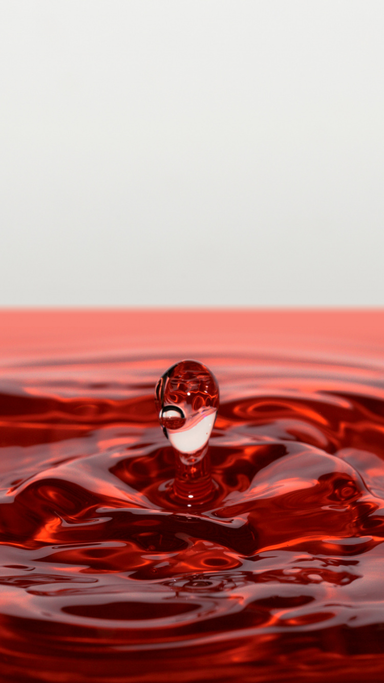 White and Black Bird on Red Water. Wallpaper in 750x1334 Resolution