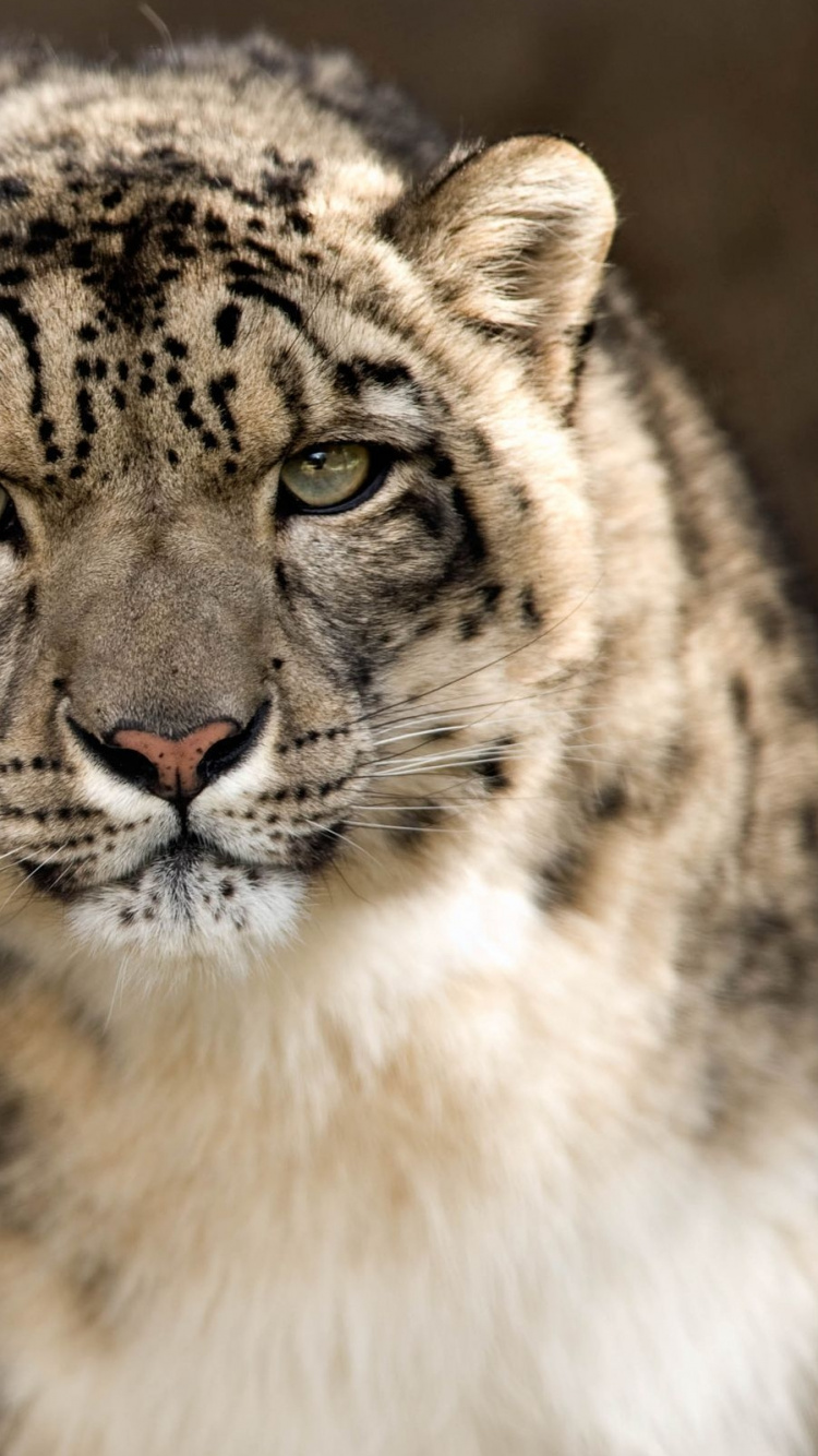 老虎, 雪豹, 野生动物, 陆地动物, 猫科 壁纸 750x1334 允许