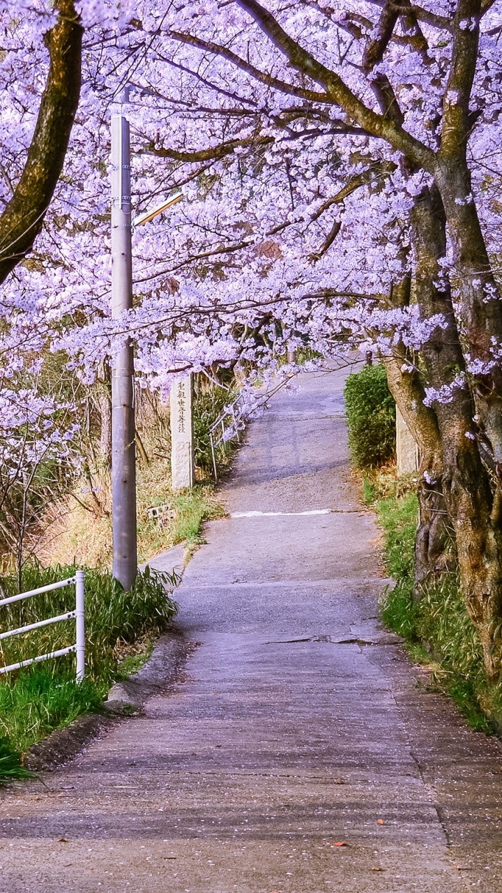 弹簧, 开花, 绽放, 路径, 林地 壁纸 720x1280 允许