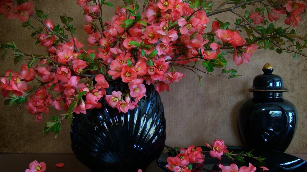 仍然生活, 花盆, 花安排, 显花植物, 绽放 壁纸 1280x720 允许