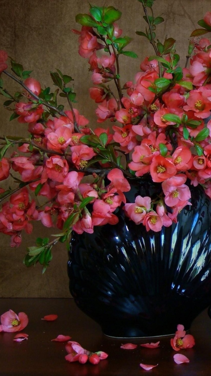 仍然生活, 花盆, 花安排, 显花植物, 绽放 壁纸 720x1280 允许