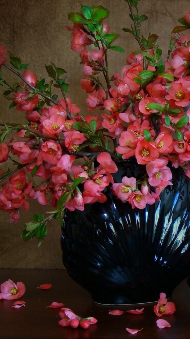 仍然生活, 花盆, 花安排, 显花植物, 绽放 壁纸 750x1334 允许