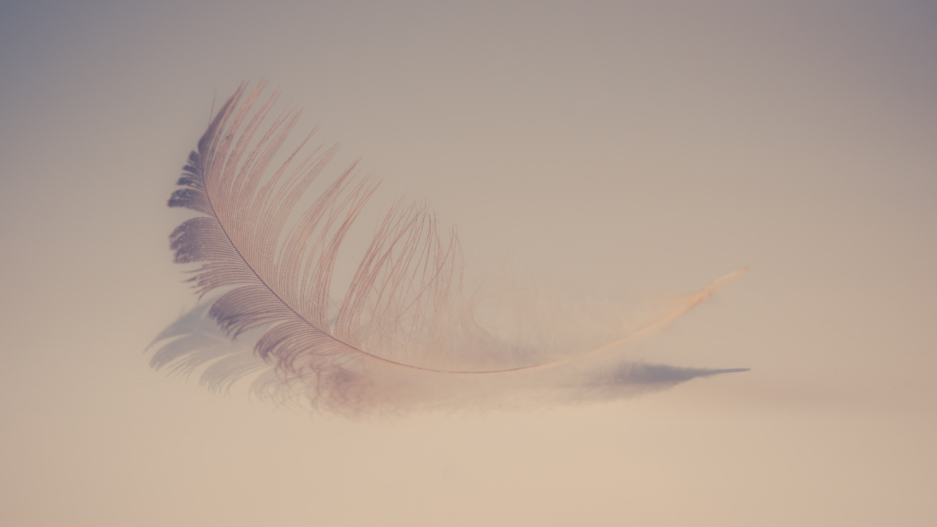 Plume Blanche Sur Une Surface Blanche. Wallpaper in 1366x768 Resolution