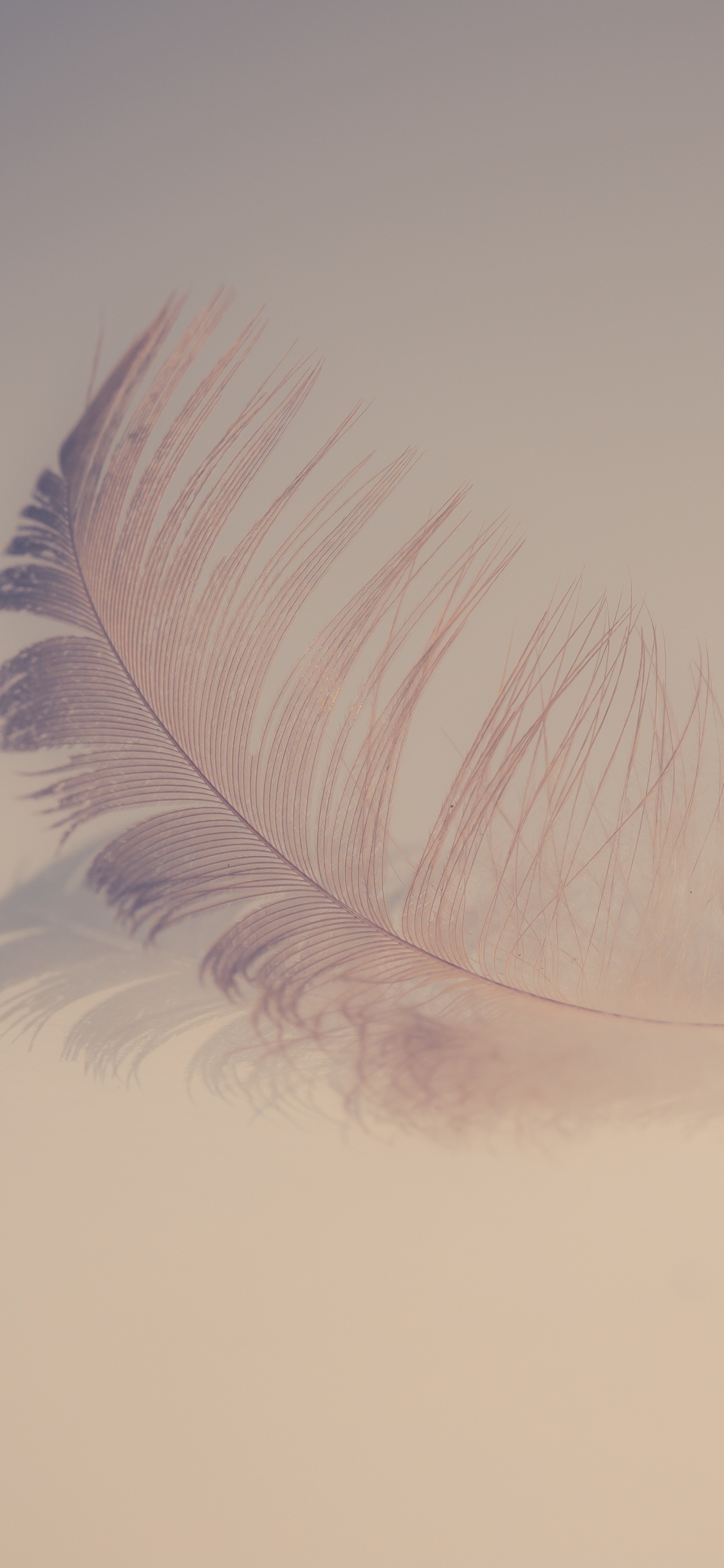 Pluma Blanca Sobre Superficie Blanca. Wallpaper in 1125x2436 Resolution