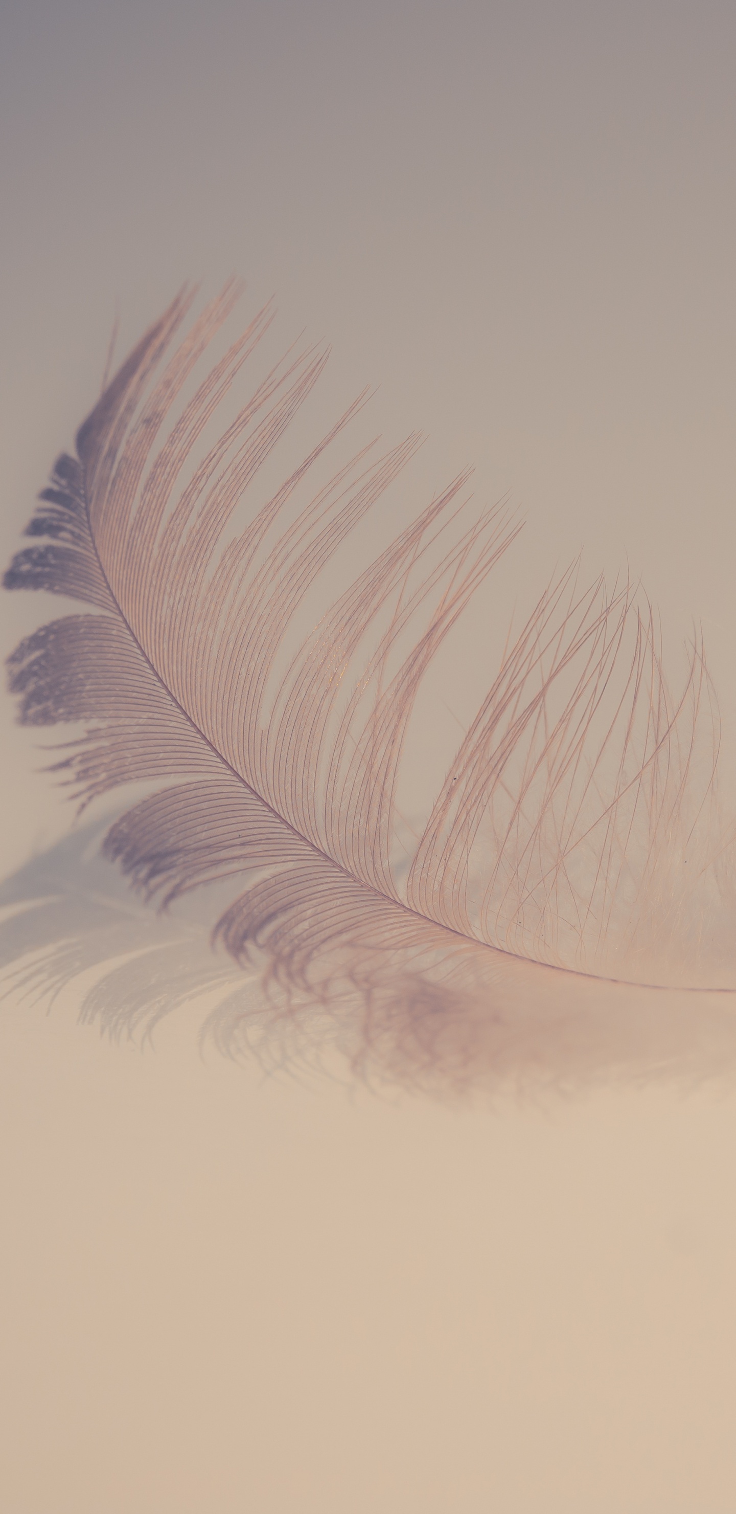 Pluma Blanca Sobre Superficie Blanca. Wallpaper in 1440x2960 Resolution