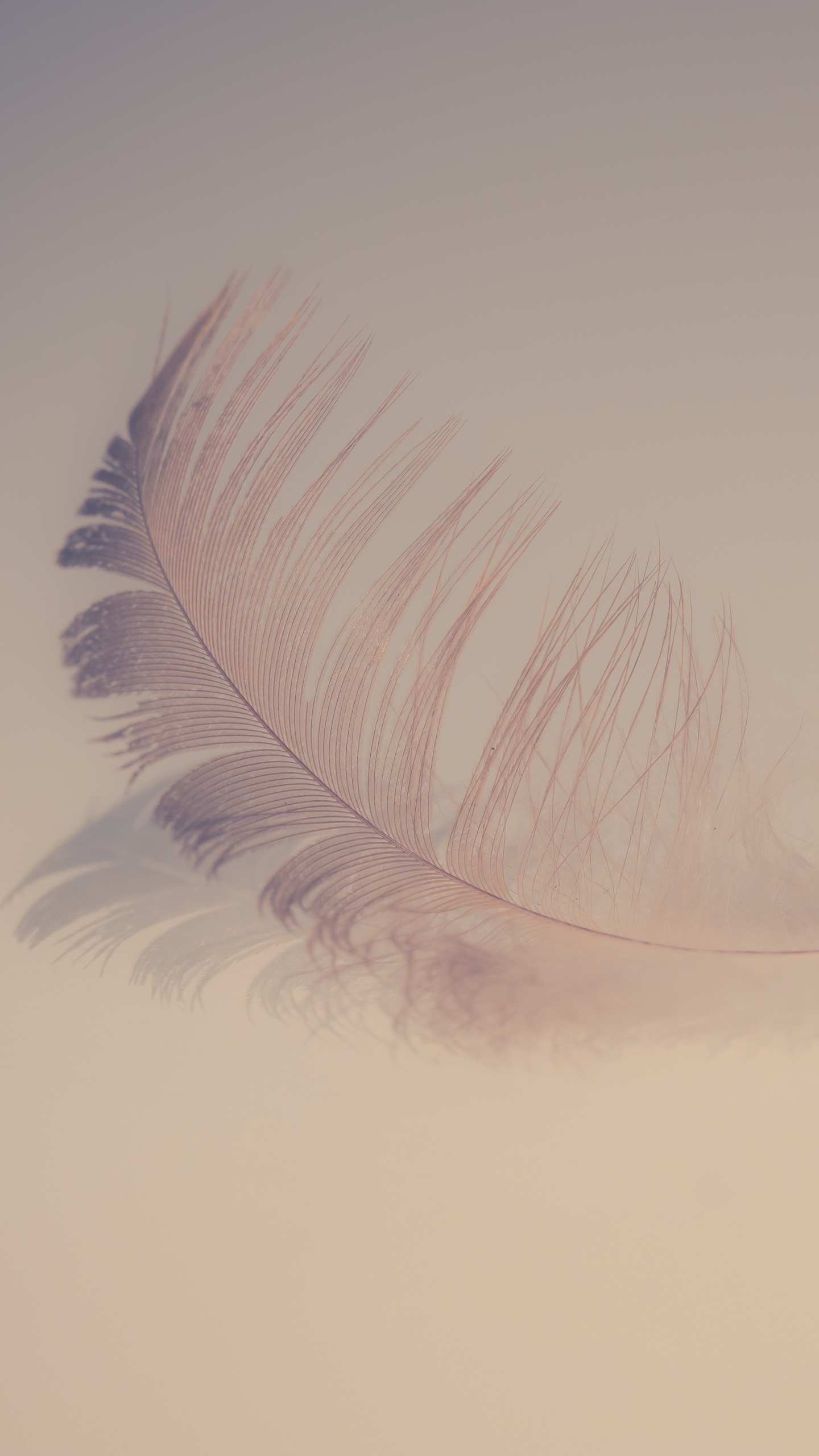 White Feather on White Surface. Wallpaper in 1440x2560 Resolution