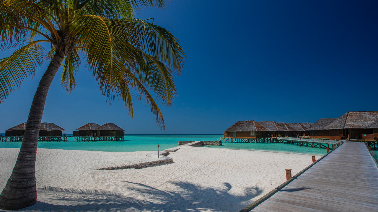 Beach, Tree, Sea, Tropics, Palm Tree. Wallpaper in 1280x720 Resolution