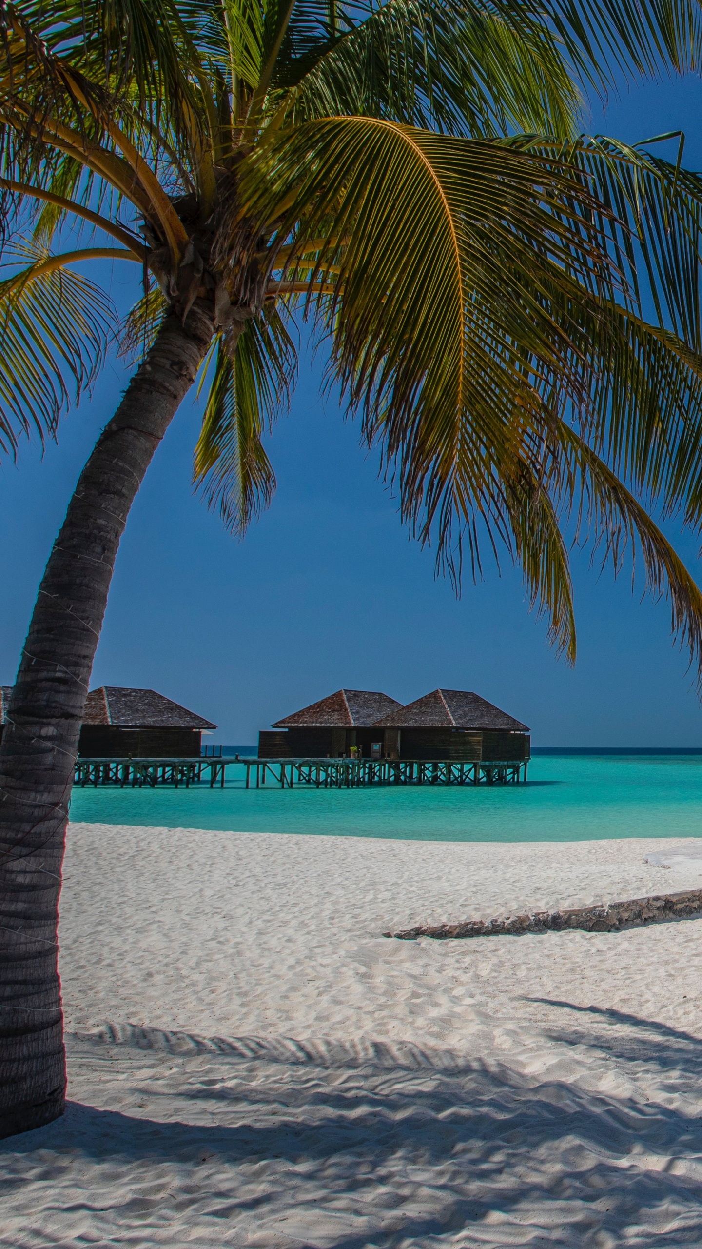 Beach, Tree, Sea, Tropics, Palm Tree. Wallpaper in 1440x2560 Resolution