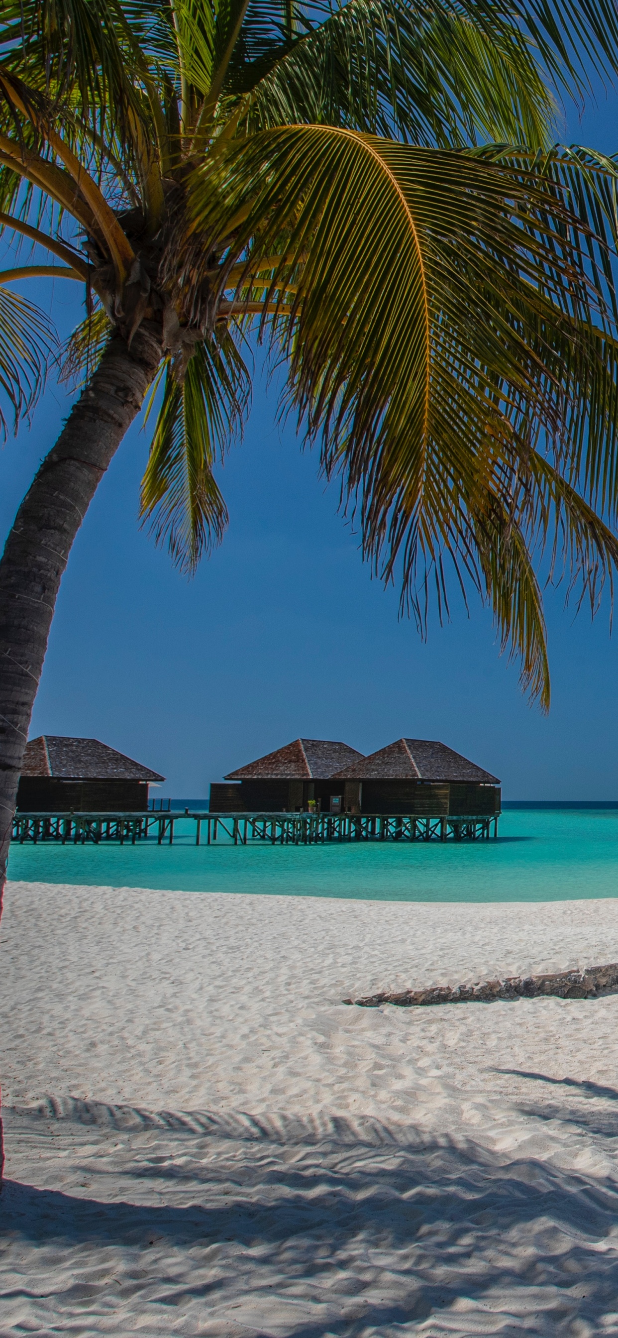 Strand, Baum, Meer, Tropics, Urlaub. Wallpaper in 1242x2688 Resolution