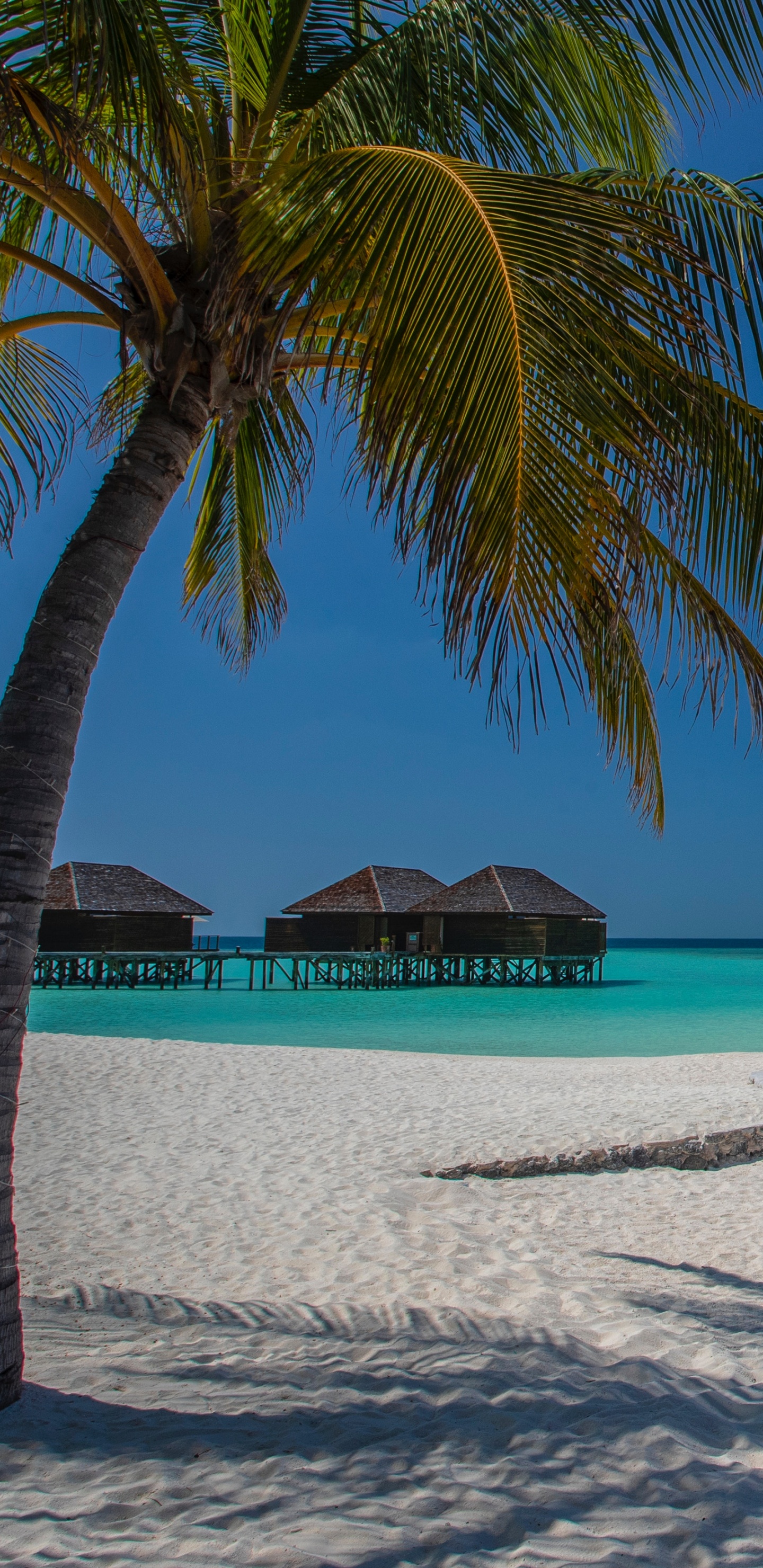 Strand, Baum, Meer, Tropics, Urlaub. Wallpaper in 1440x2960 Resolution