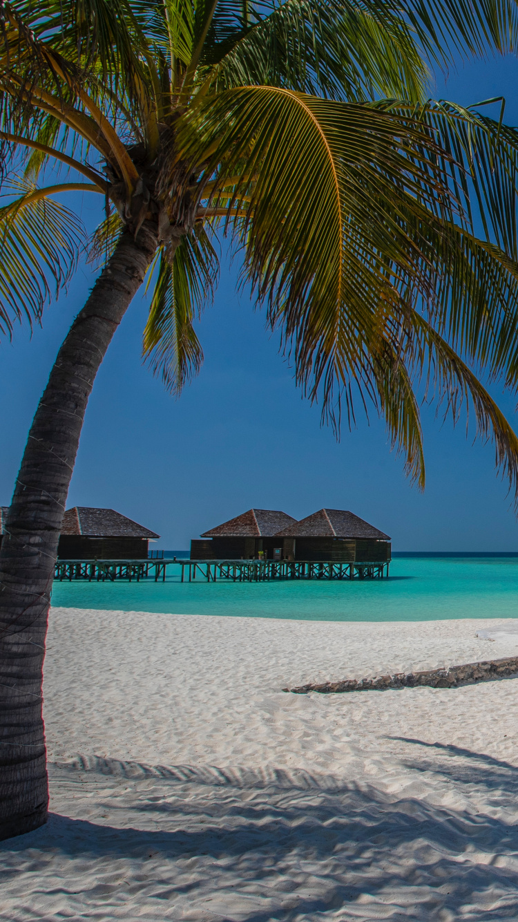 Strand, Baum, Meer, Tropics, Urlaub. Wallpaper in 750x1334 Resolution