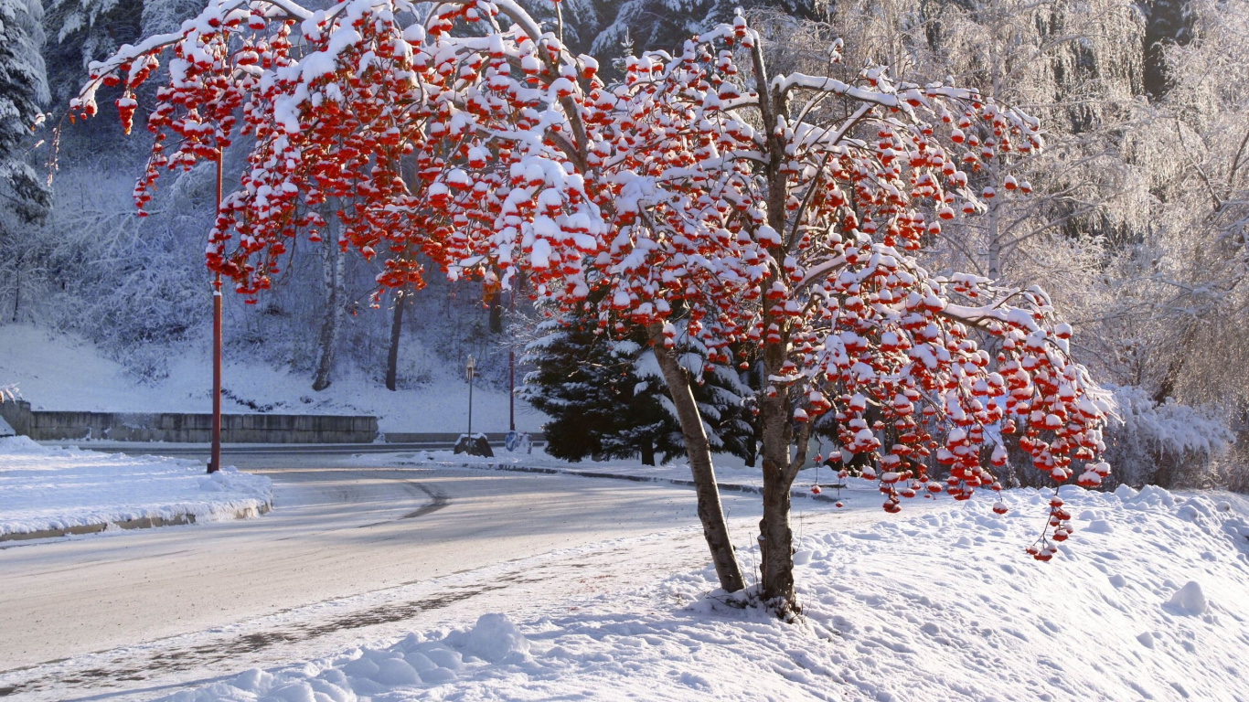 Braune Bäume Auf Schneebedecktem Boden Tagsüber. Wallpaper in 1366x768 Resolution