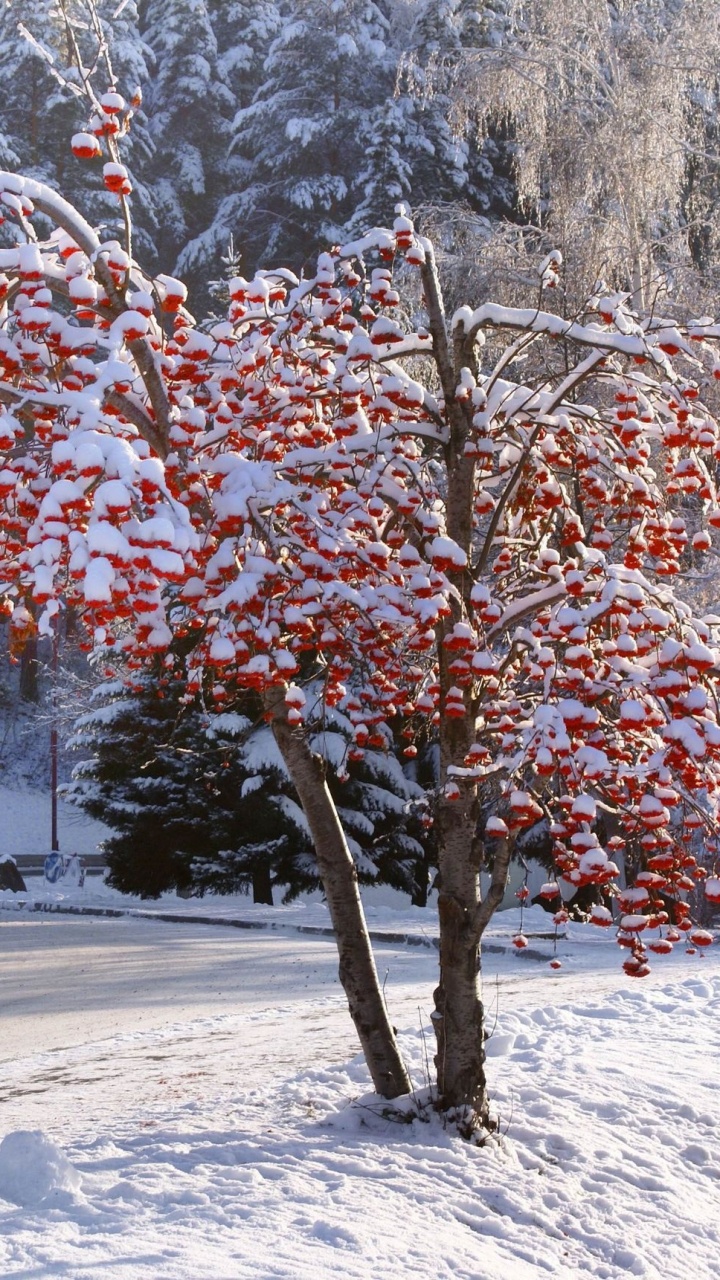 Brown Trees on Snow Covered Ground During Daytime. Wallpaper in 720x1280 Resolution