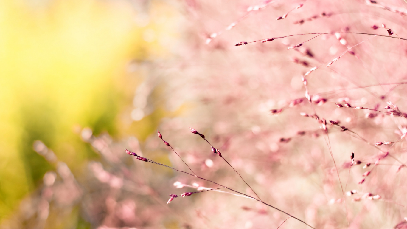Pink, Printemps, Rameau, Sauvages, Cerisier. Wallpaper in 1366x768 Resolution