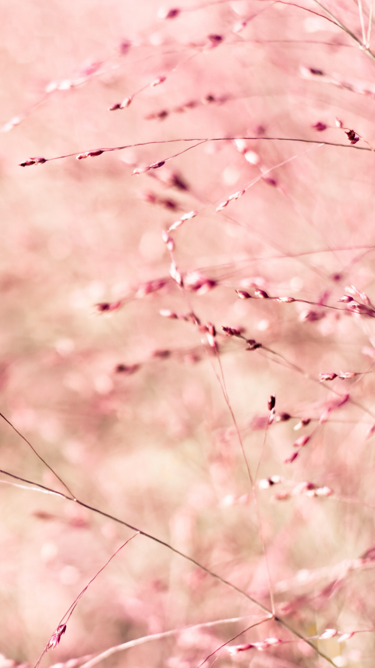 Pink, Frühjahr, Branch, Gras, Zweig. Wallpaper in 750x1334 Resolution