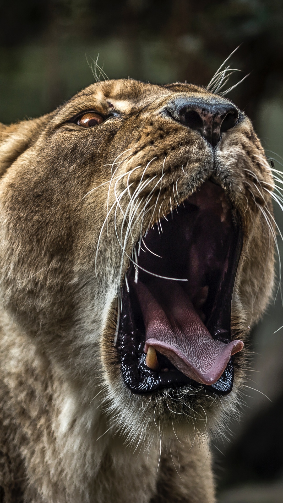 Brown Lioness Showing Tongue During Daytime. Wallpaper in 1080x1920 Resolution