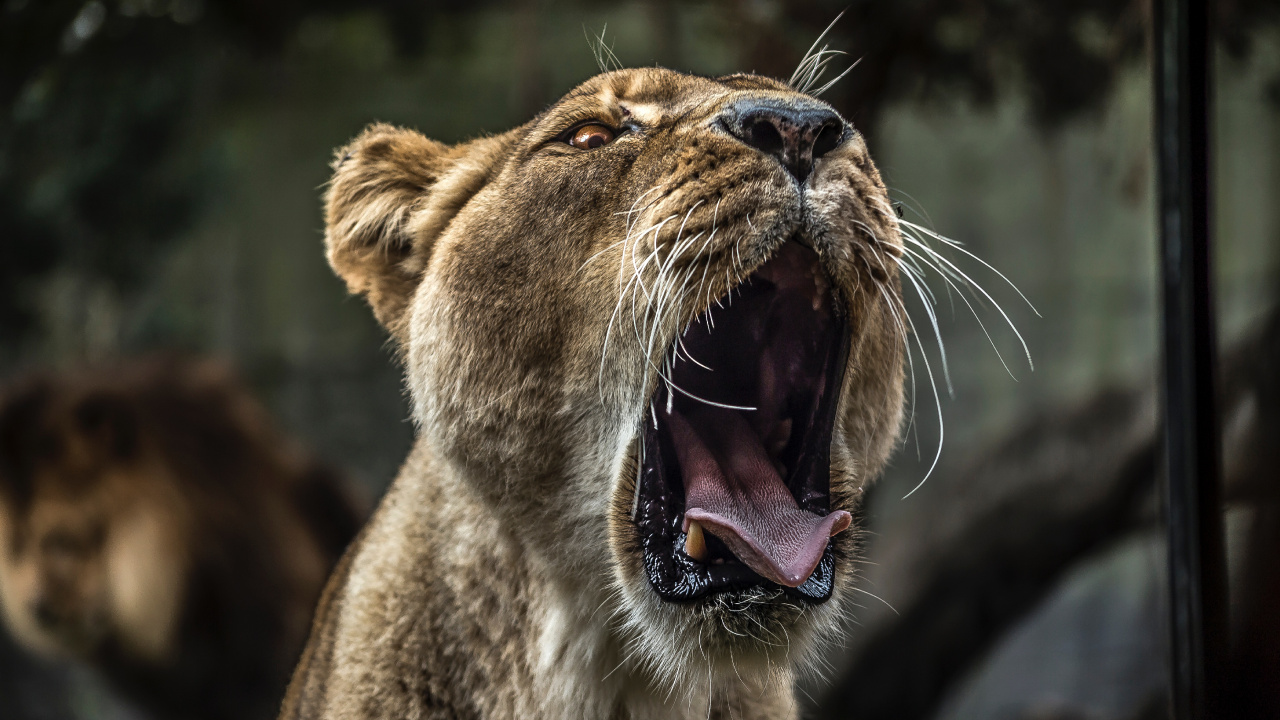 Brown Lioness Showing Tongue During Daytime. Wallpaper in 1280x720 Resolution