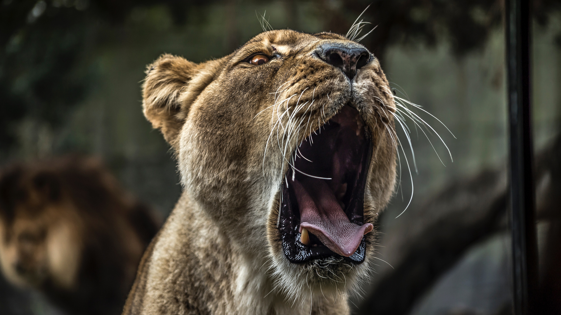 Brown Lioness Showing Tongue During Daytime. Wallpaper in 1920x1080 Resolution