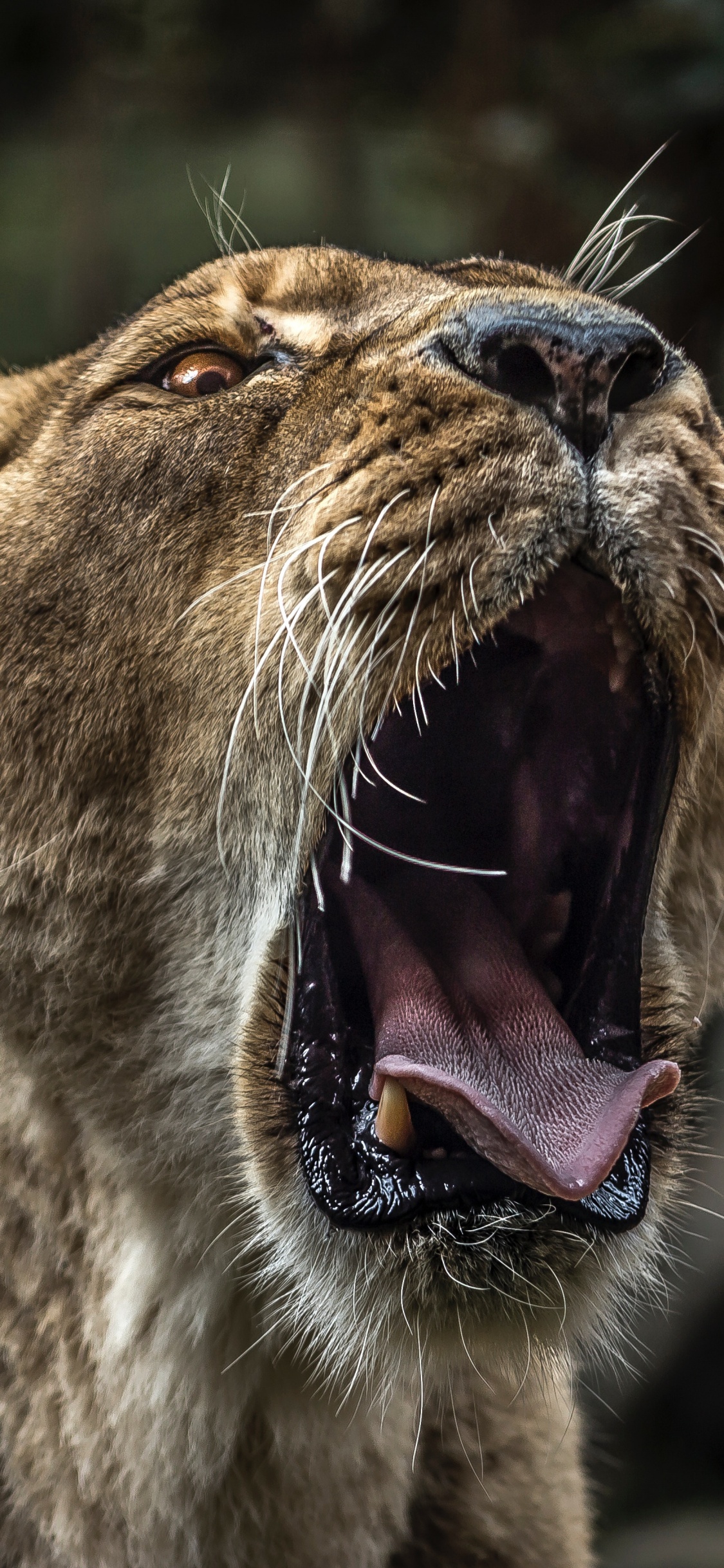 Leona Marrón Mostrando la Lengua Durante el Día. Wallpaper in 1125x2436 Resolution