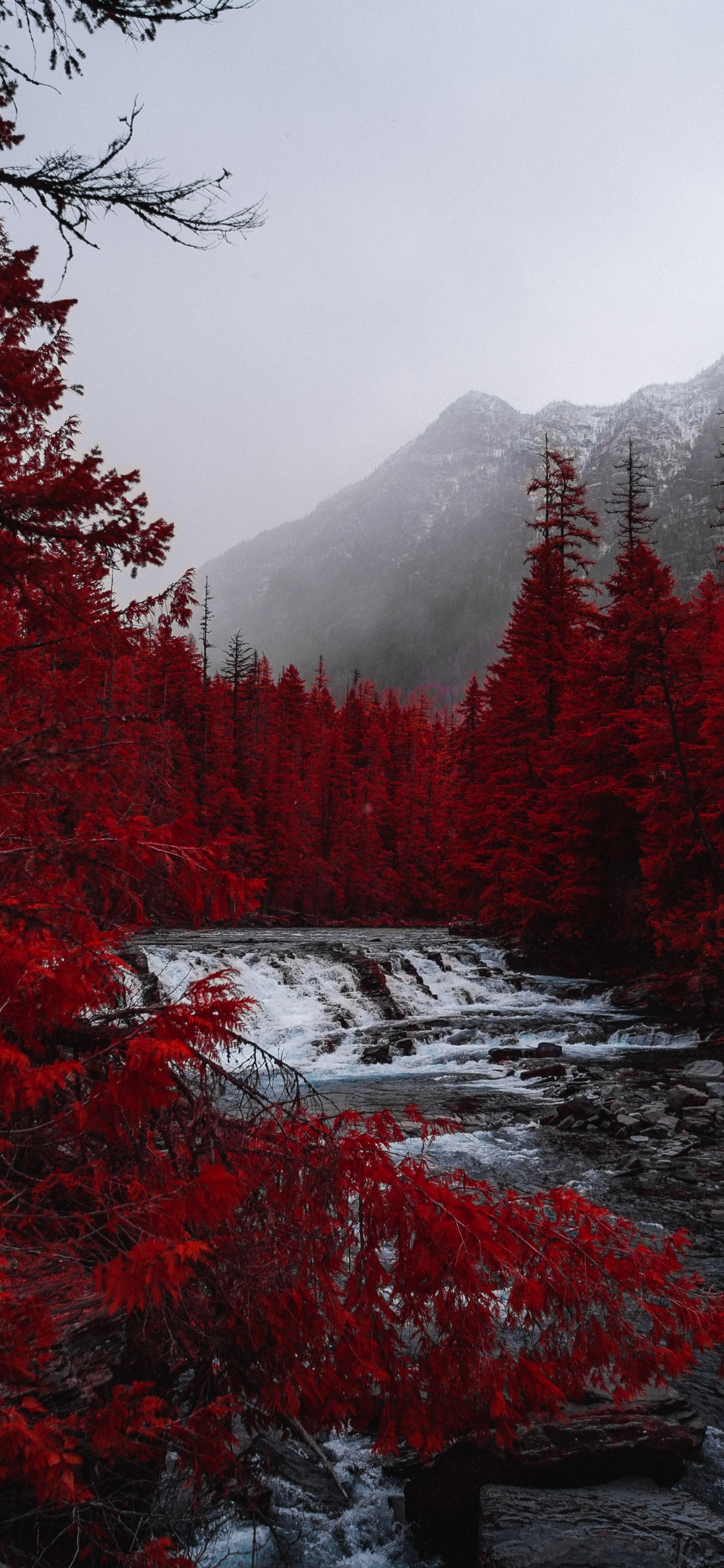 Baum, Himmel, Fichten-Tannen-Wälder, Naturlandschaft, Reflexion. Wallpaper in 1125x2436 Resolution