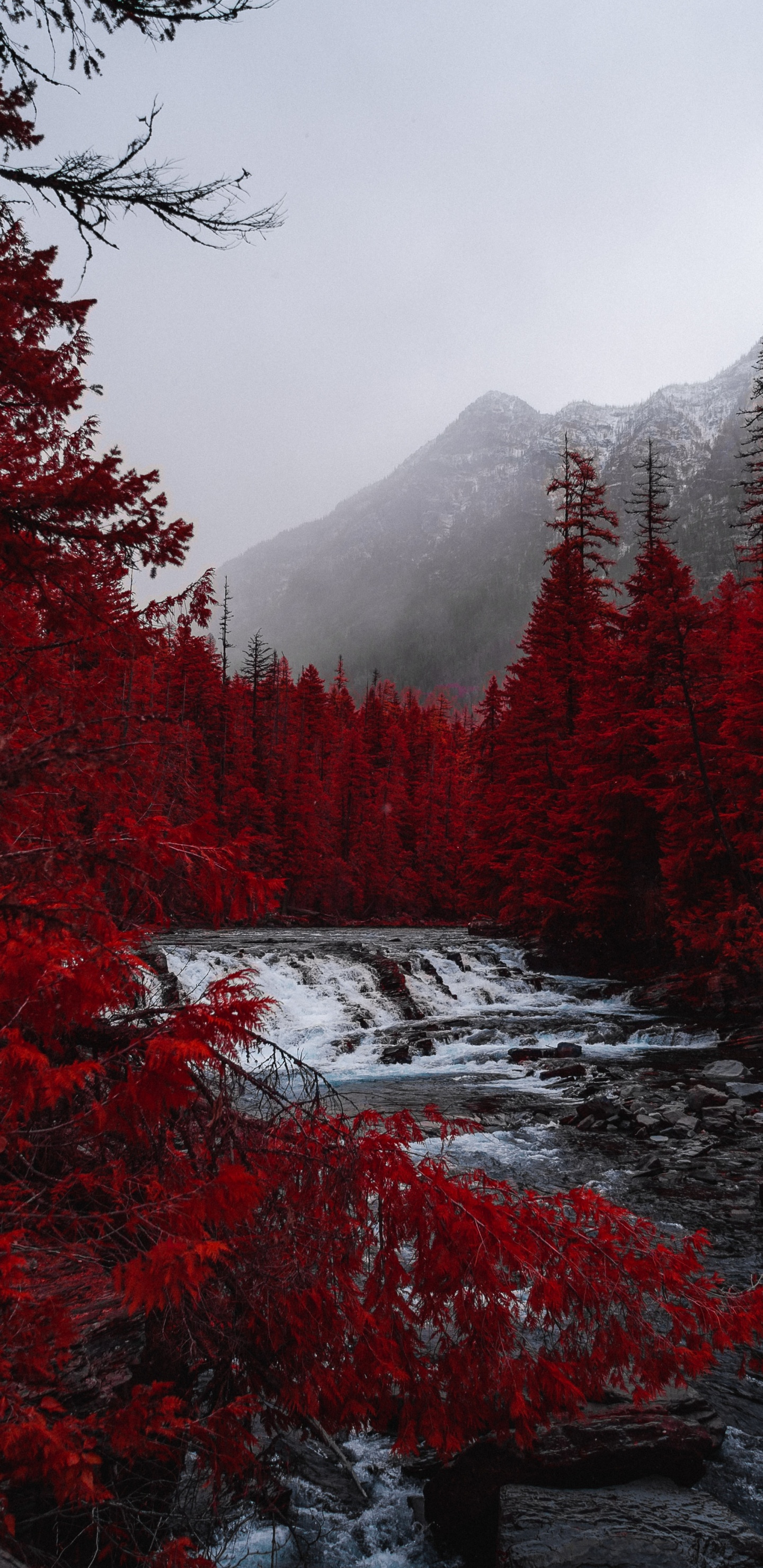 Red, Tree, Sky, Spruce Fir Forests, Natural Landscape. Wallpaper in 1440x2960 Resolution