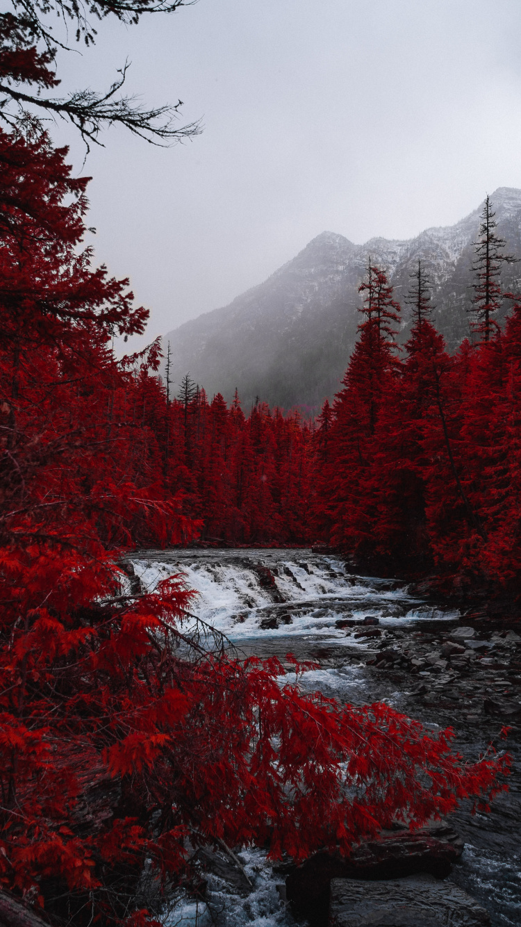 Rojo, Abeto de Bosques de Abetos, Paisaje Natural, Reflexión, Naturaleza. Wallpaper in 750x1334 Resolution