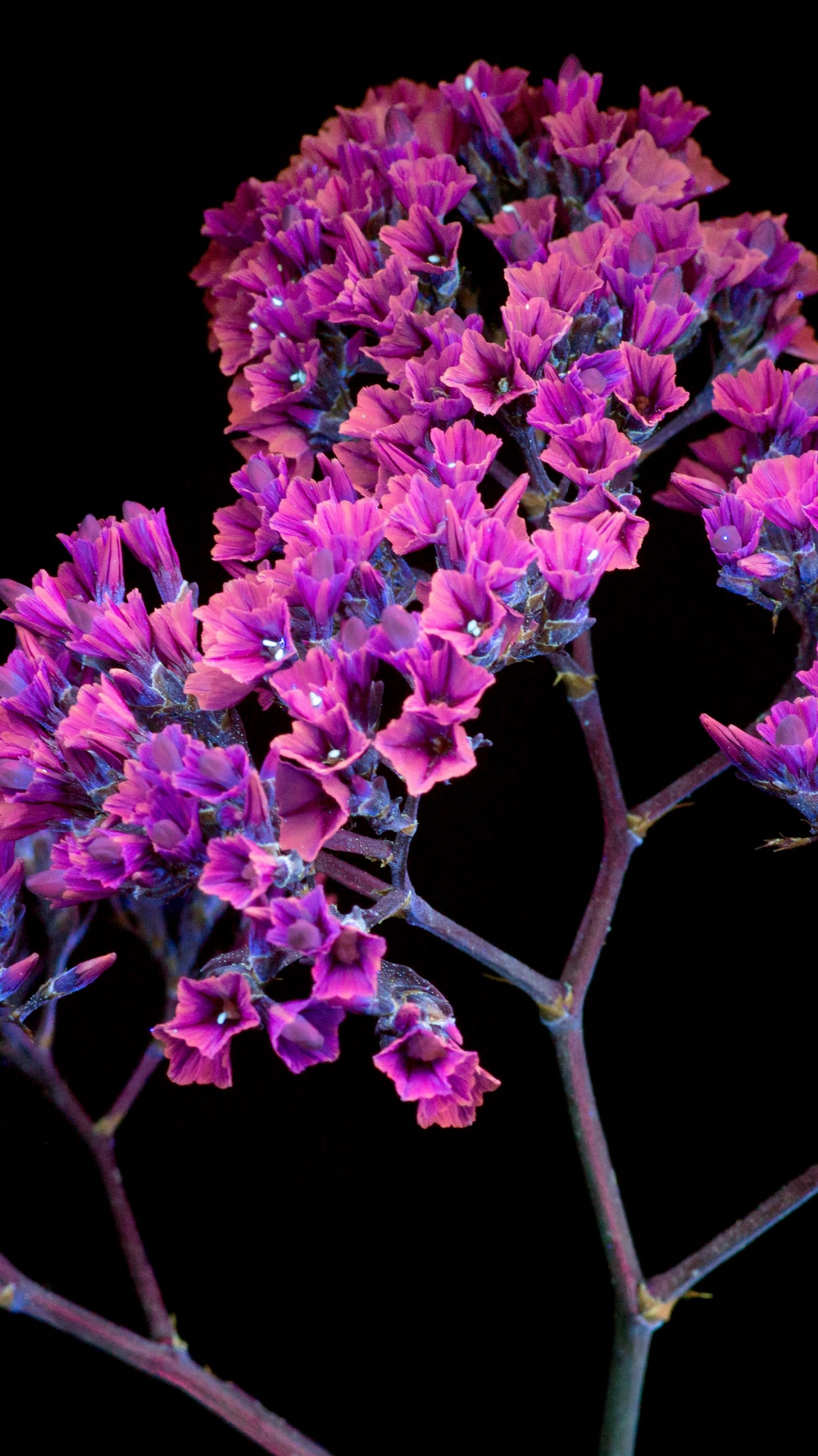 Purple Flowers With Green Leaves. Wallpaper in 1440x2560 Resolution