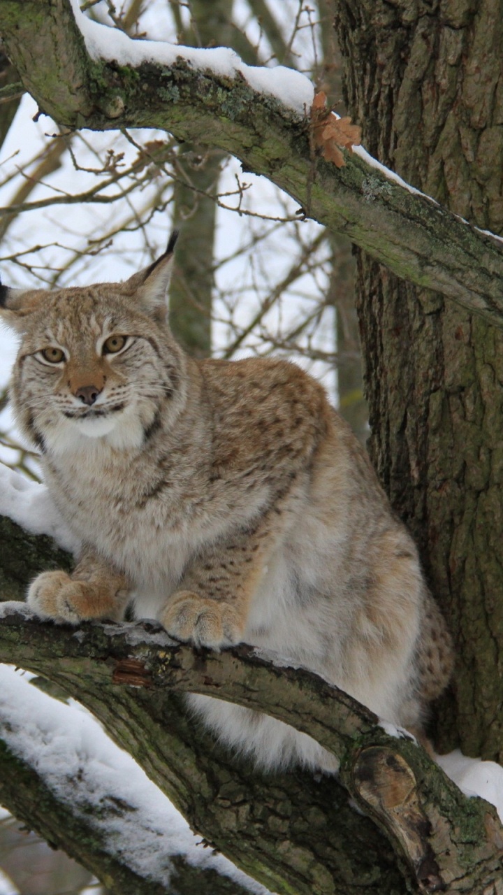 Chat Brun et Blanc Sur Une Branche D'arbre. Wallpaper in 720x1280 Resolution