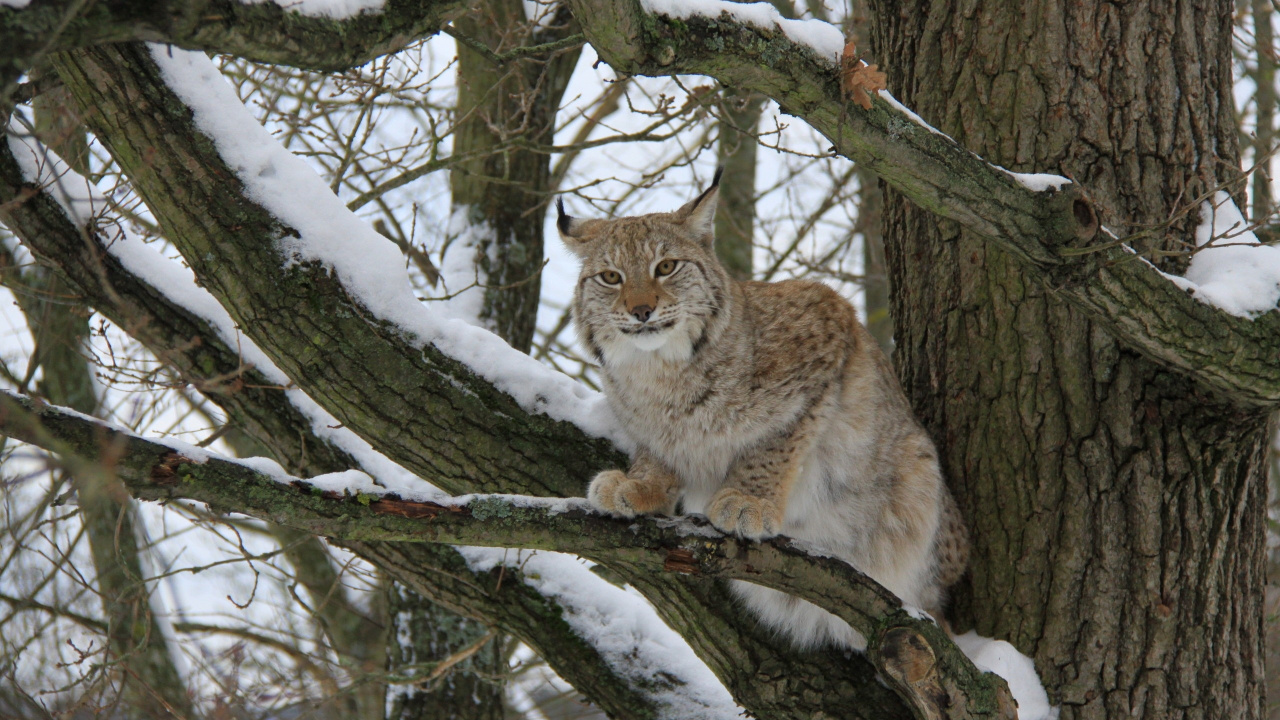 Brown and White Cat on Tree Branch. Wallpaper in 1280x720 Resolution