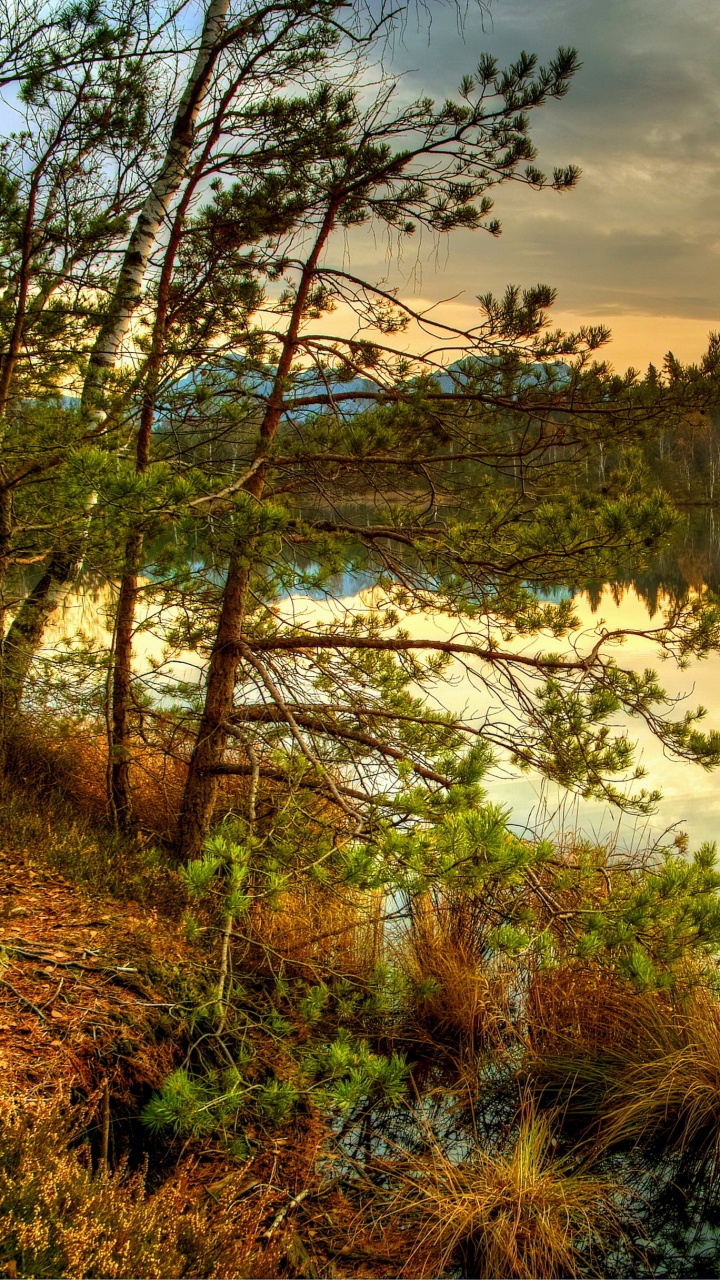 Green Trees Near Lake Under Cloudy Sky During Daytime. Wallpaper in 720x1280 Resolution