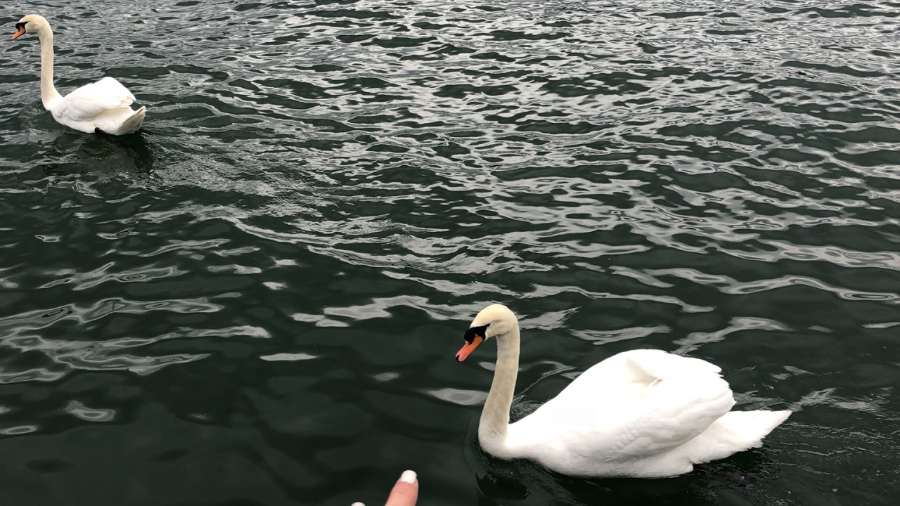 Swan, Duck, Seaducks, Water, Goose. Wallpaper in 1280x720 Resolution