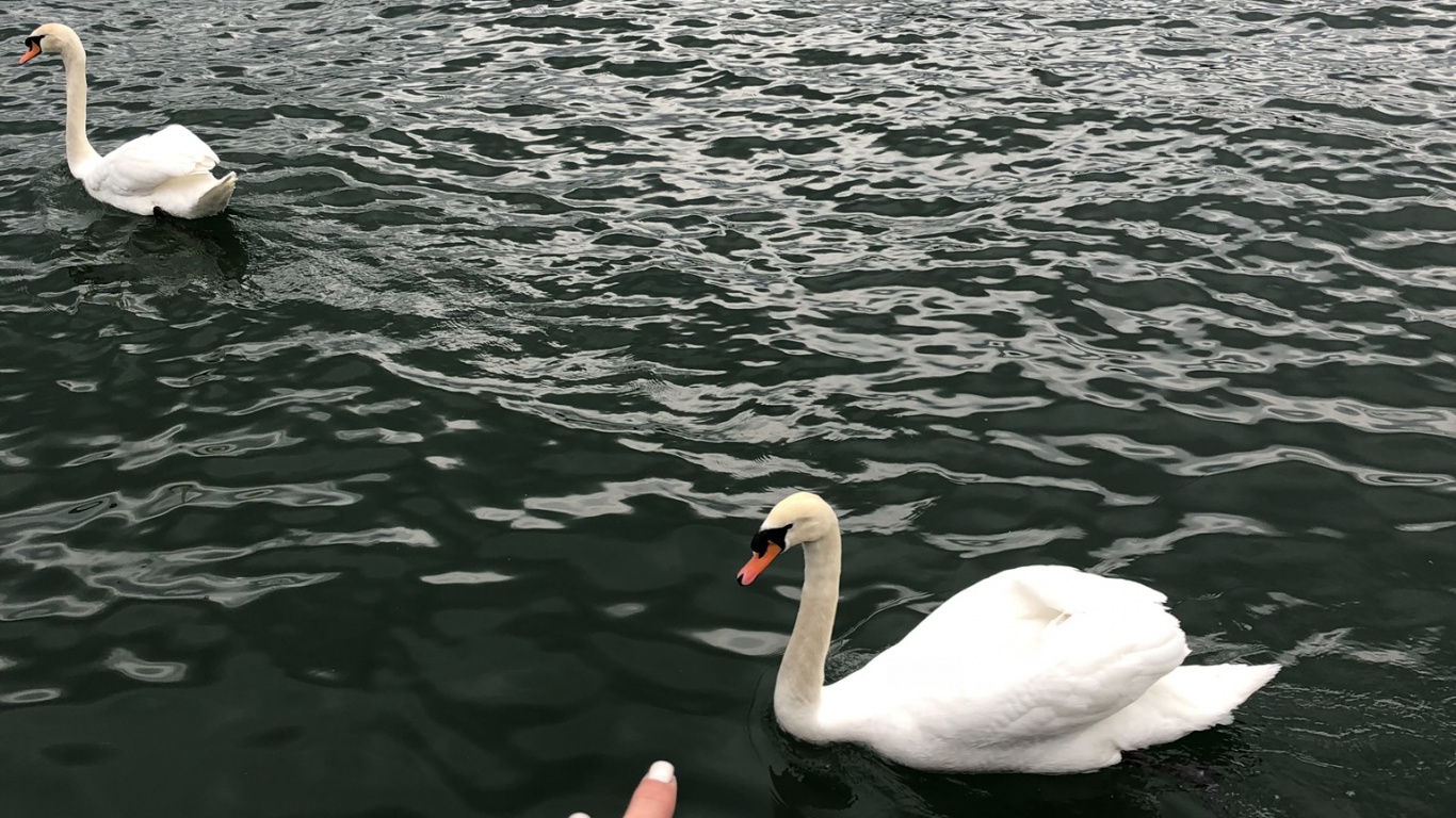 Swan, Pato, Seaducks, Agua, Ganso. Wallpaper in 1366x768 Resolution