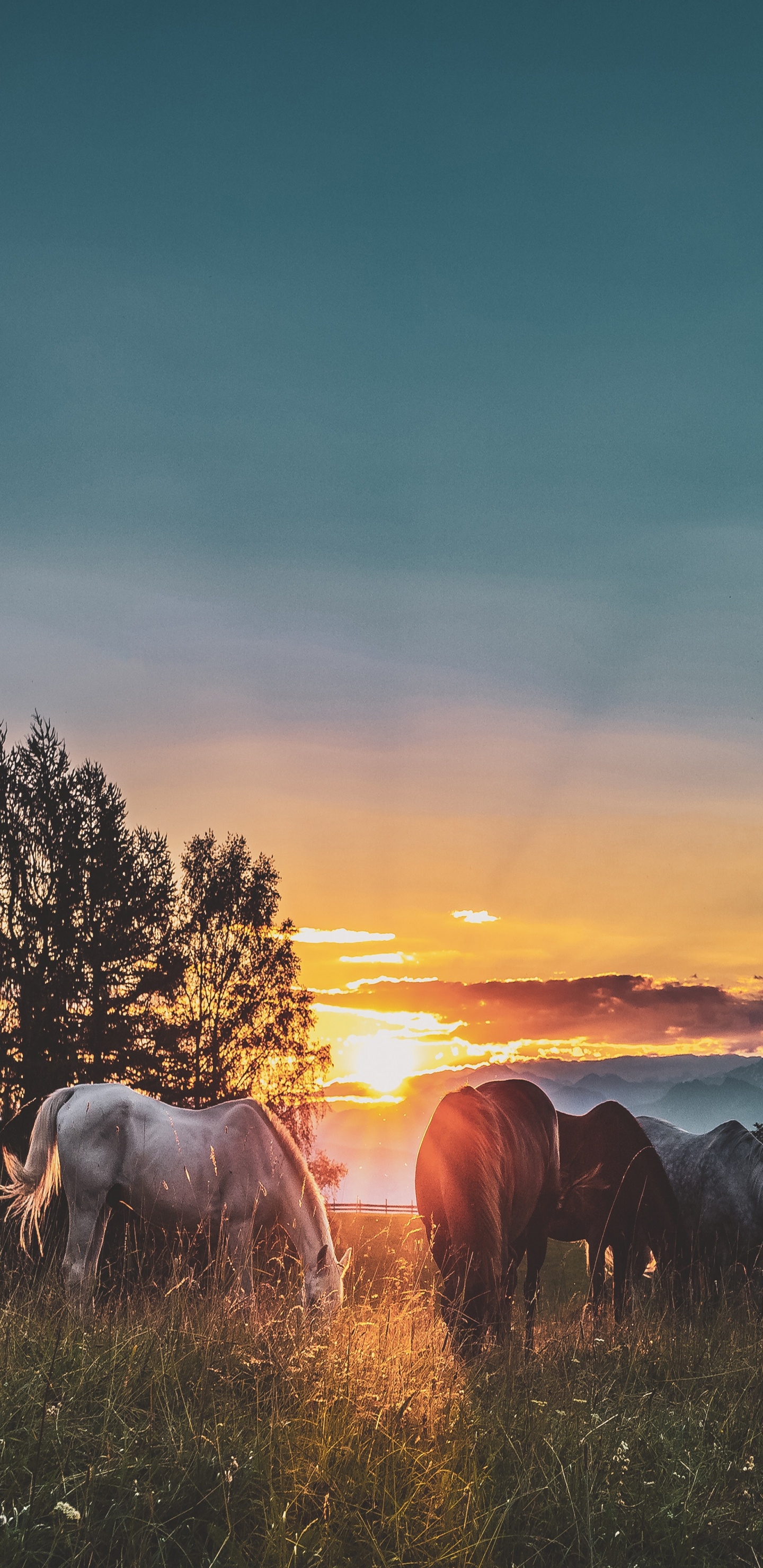 Chevaux Blancs et Noirs Sur Terrain D'herbe Verte Pendant le Coucher du Soleil. Wallpaper in 1440x2960 Resolution