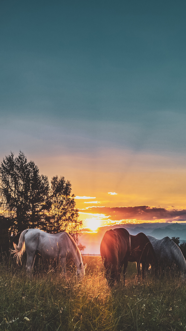 Chevaux Blancs et Noirs Sur Terrain D'herbe Verte Pendant le Coucher du Soleil. Wallpaper in 750x1334 Resolution