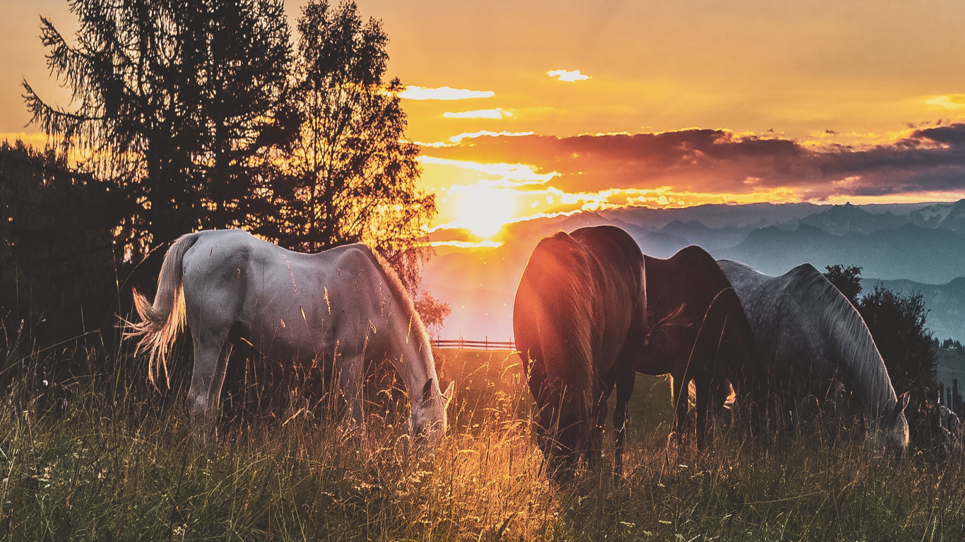 White and Black Horses on Green Grass Field During Sunset. Wallpaper in 1366x768 Resolution