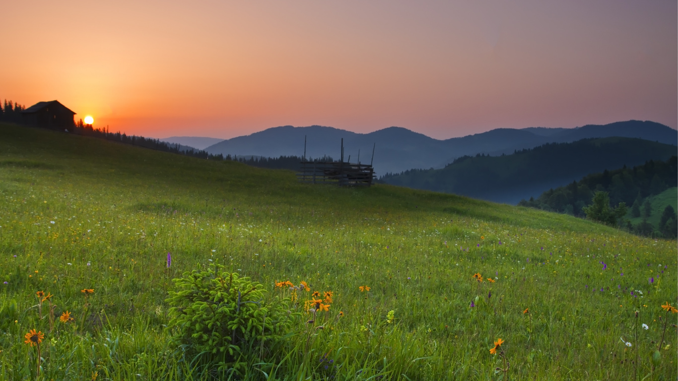 Champ de Fleurs Jaunes au Coucher du Soleil. Wallpaper in 1366x768 Resolution