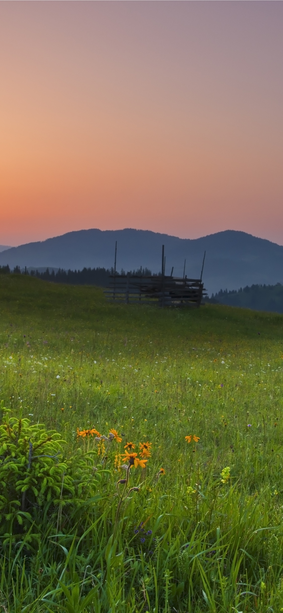 Yellow Flower Field During Sunset. Wallpaper in 1125x2436 Resolution