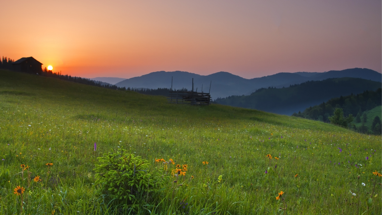 性质, 草地上, 自然景观, 自然环境, 草 壁纸 1280x720 允许