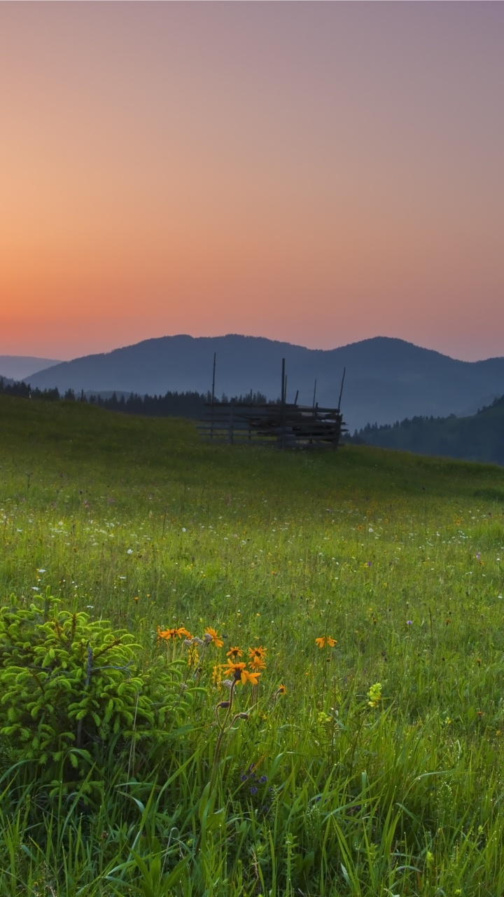 性质, 草地上, 自然景观, 自然环境, 草 壁纸 720x1280 允许