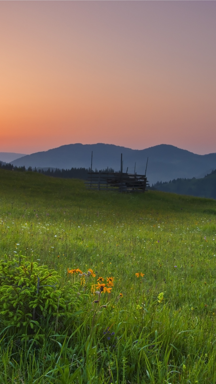 性质, 草地上, 自然景观, 自然环境, 草 壁纸 750x1334 允许