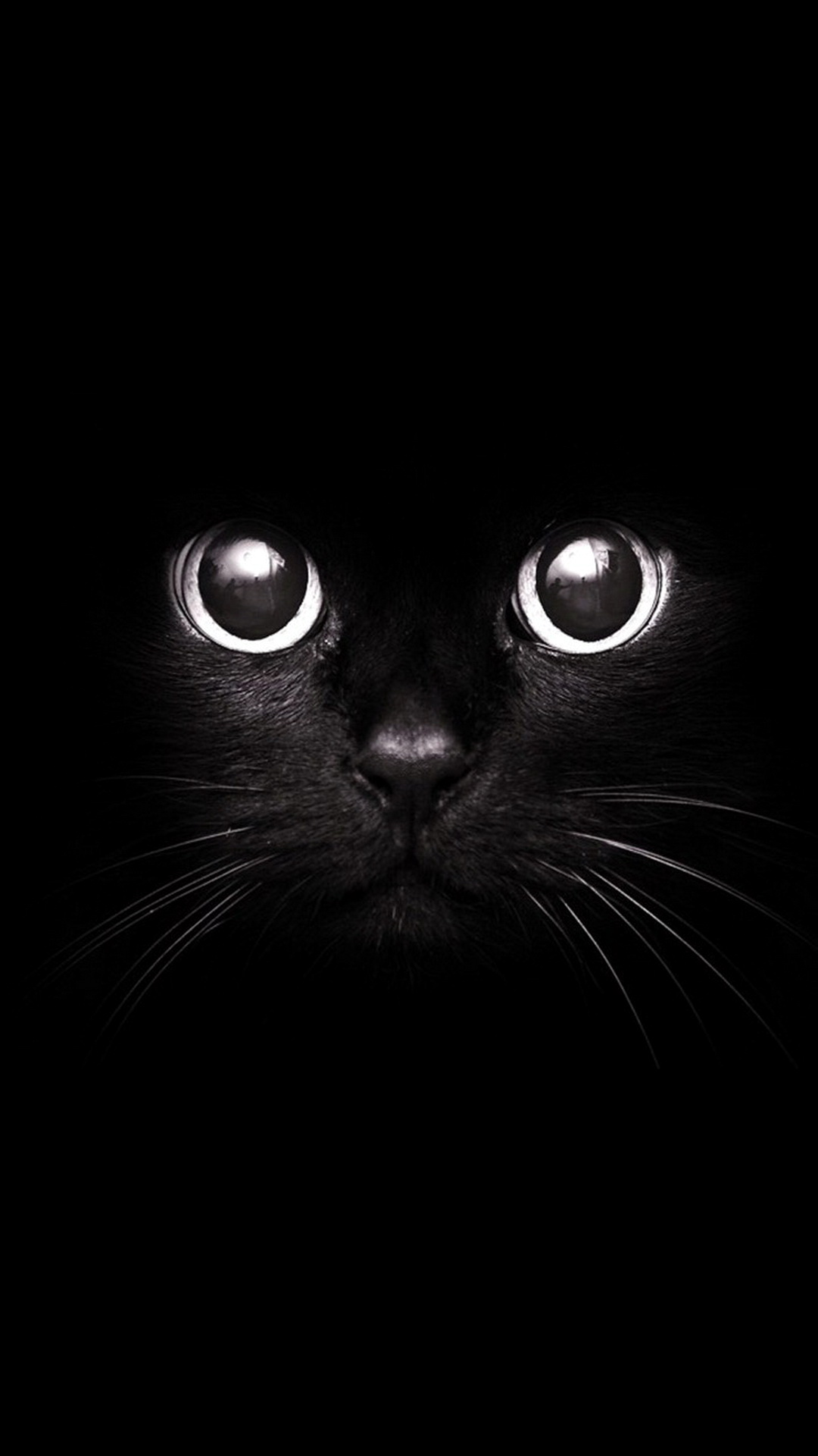 Animales Negros, Gato, Gran Danés, Felidae, Gato Negro. Wallpaper in 1080x1920 Resolution
