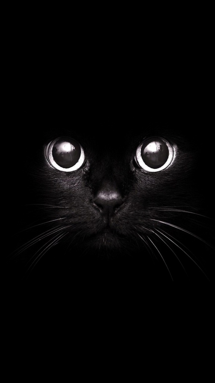 Tier Schwarz, Katze, Dogge, Felidae, Schwarze Katze. Wallpaper in 720x1280 Resolution
