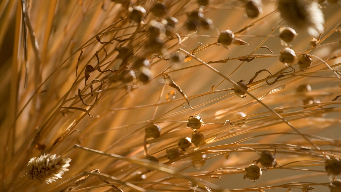Gouttelettes D'eau Sur Une Plante Brune. Wallpaper in 1366x768 Resolution