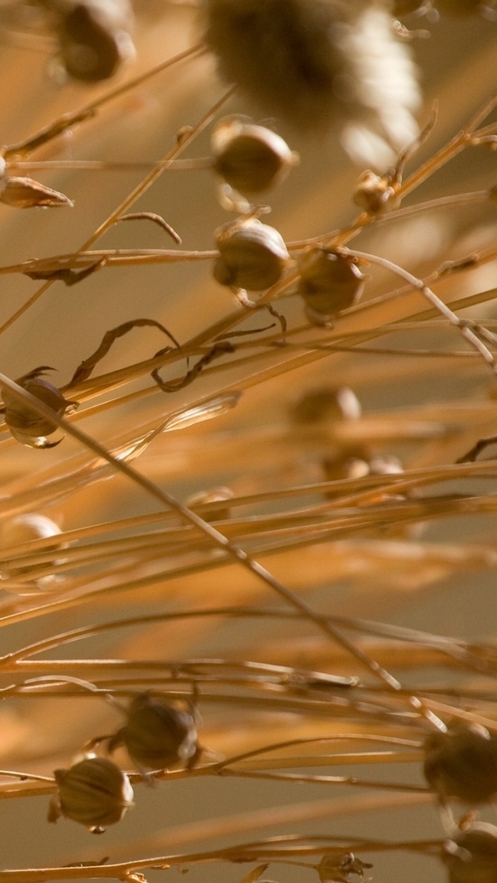 Gouttelettes D'eau Sur Une Plante Brune. Wallpaper in 720x1280 Resolution
